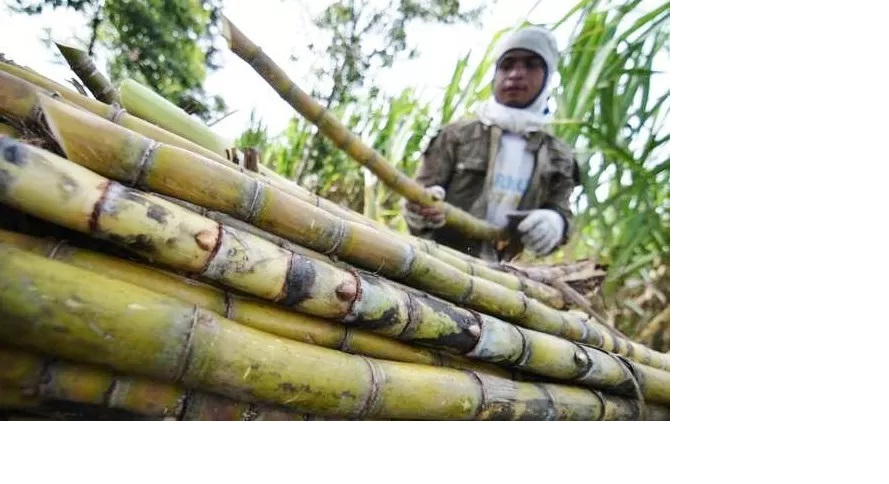 Petani tebu sedang panen. Dari tebu yang diolah di pabrik, lantas menghasilkan gula. (Dok. JawaPos.com)