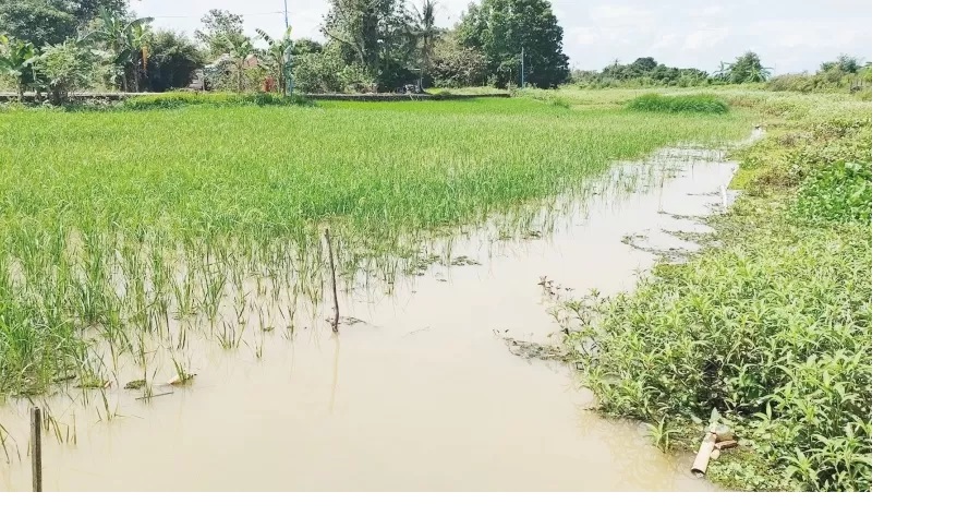 GAGAL PANEN: Puluhan desa alami gagal panen akibat lahan pertanian yang terendam (Foto: Sheilla Farazela/Radar Banjarmasin)