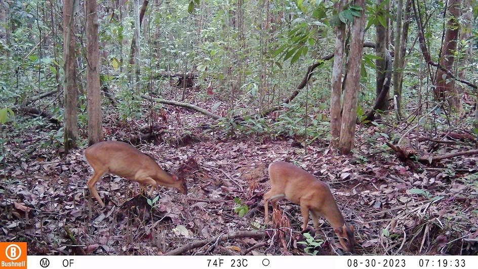 Dua ekor rusa yang tertangkap jebakan kamera di TN Tanjung Puting (ORANGUTAN FOUNDATION)