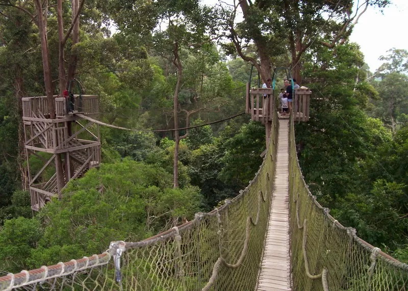 Selain Canopy Bridge, objek wisata Bukit Bangkirai menyuguhkan kekayaan flora dan fauna khas hutan hujan tropis di serambi IKN. (foto: indonesia-tourism.com)