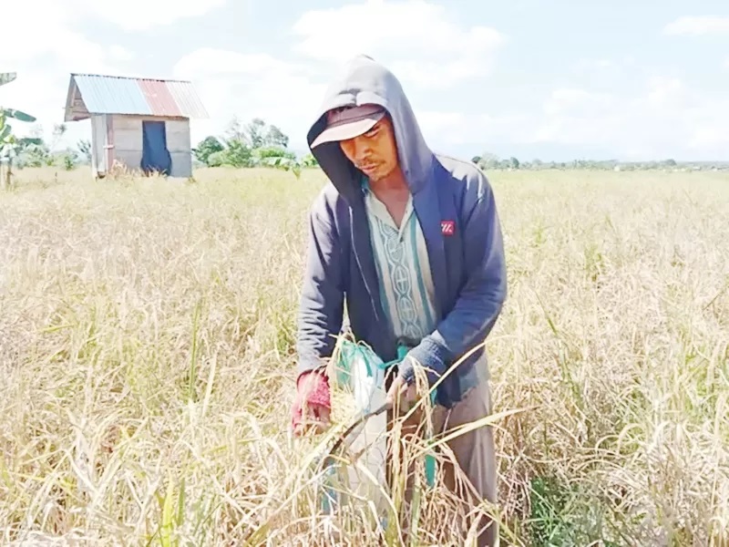 Ilustrasi petani dengan sawahnya.