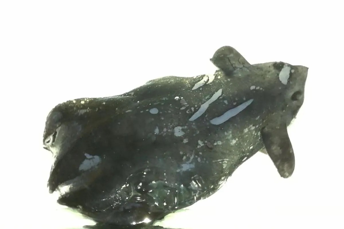 Foto yang diambil pada 13 September 2016 ini menunjukkan spesimen serupa dengan Vampyroteuthis infernalis yang dikumpulkan pada September 2016 di kedalaman antara 800 dan 1.000 meter.