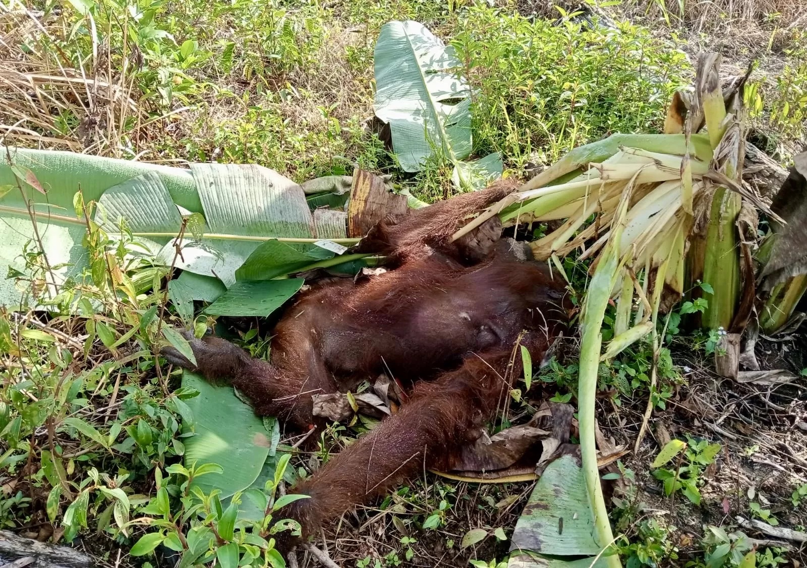 Satu individu orang utan ditemukan mati tergeletak di kebun milik warga Desa Riam Berasap Jaya, Kecamatan Sukadana, Kayong Utara. (IST)