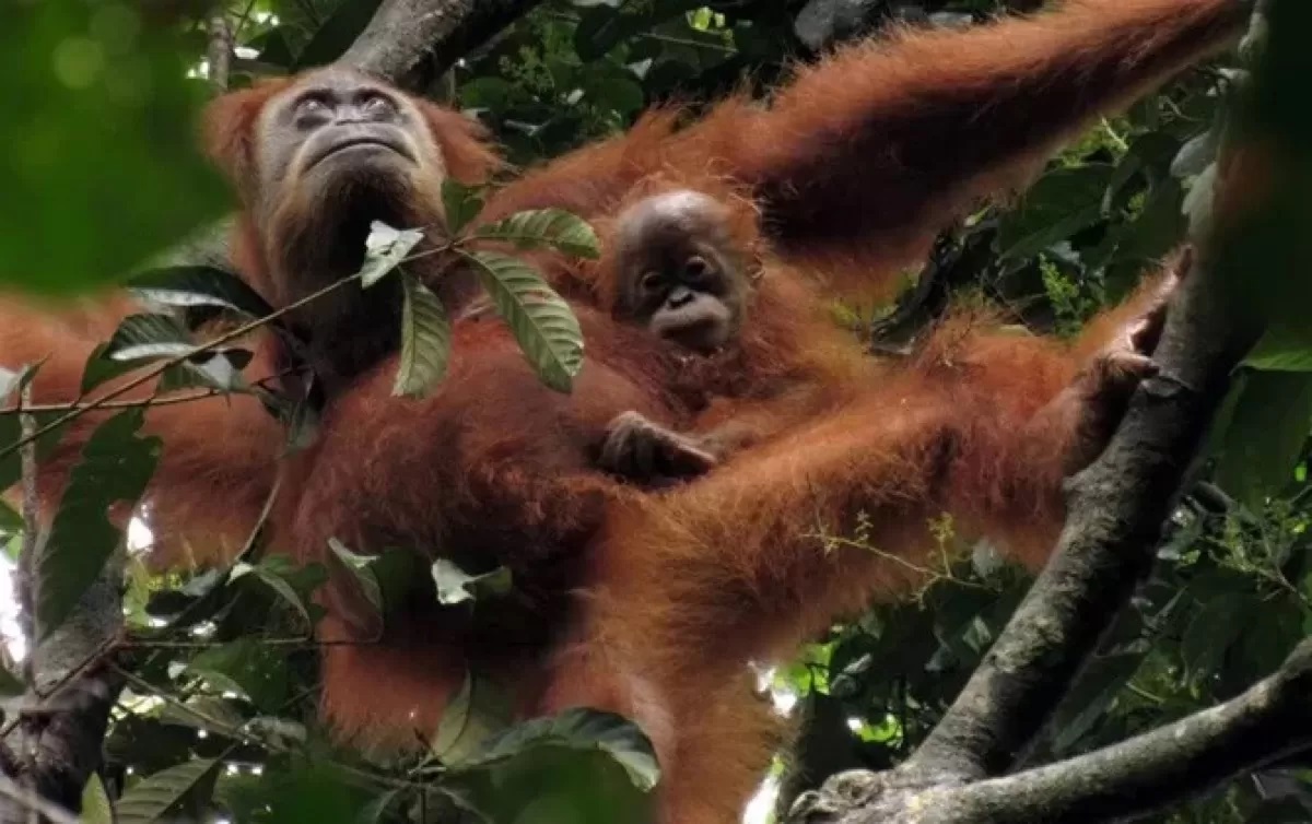 ilustrasi induk orang utan dan bayinya.