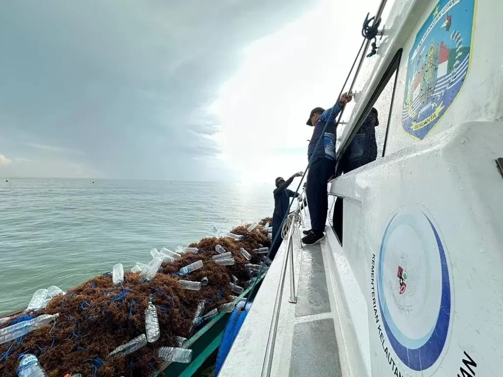 Ilustrasi rumput laut