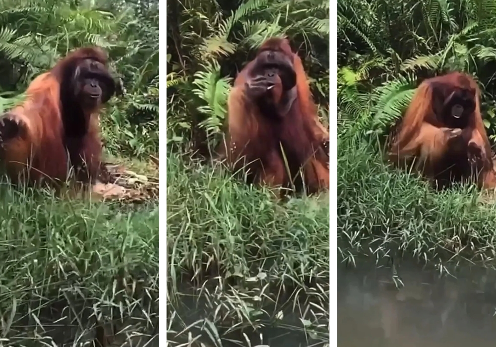 Tangkapan layar Otang utan meminta makan dari warga yang melintas.
