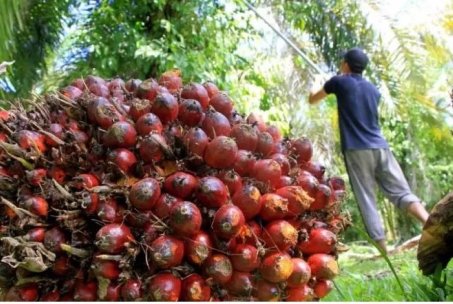Kelapa sawit sebagai bahan baku biodiesel.