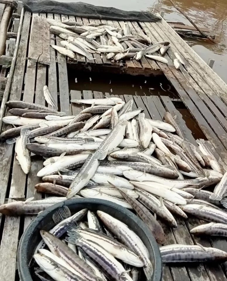MATI: Ratusan ikan milik warga Desa Tanjung Harapan, Kecamatan Suhaid, ditemukan mati mendadak di dalam keramba, Minggu (21/7) pagi. (IST)
