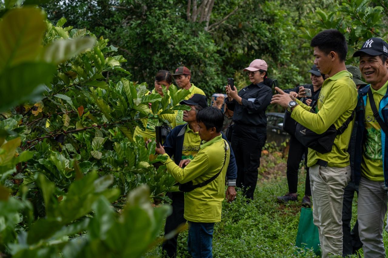 PELUANG: Pohon Kopi Liberika Sepaku di IKN.