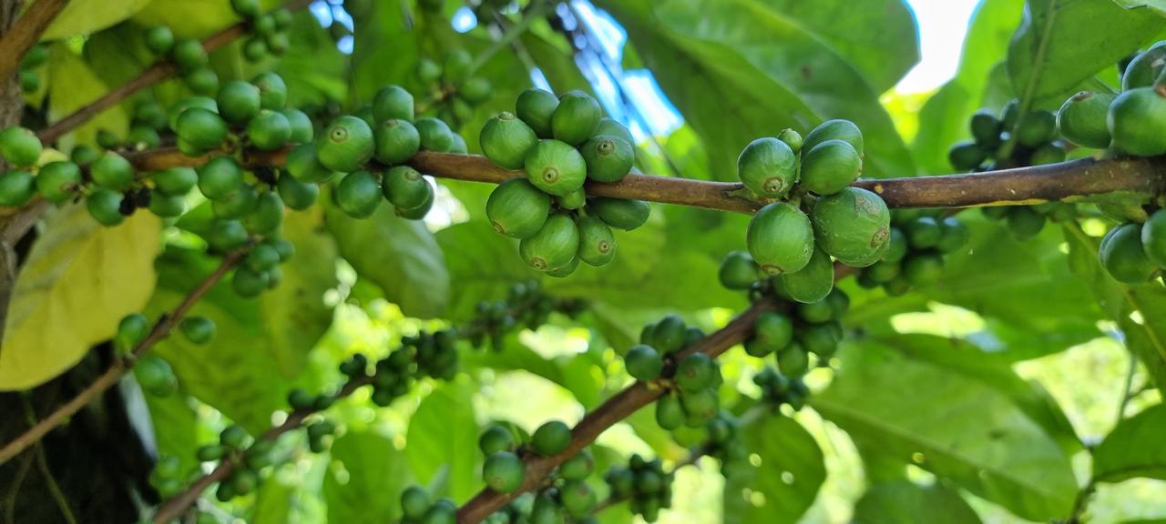 DARI IKN: Kopi Liberika Sepaku.