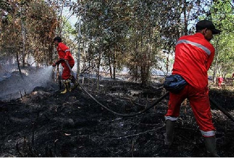 Petugas Manggala Agni berupaya memadamkan kebakaran lahan gambut di Kelurahan Sabaru,  Palangka Raya, Kalimantan Tengah, Kamis (25/7/2024).