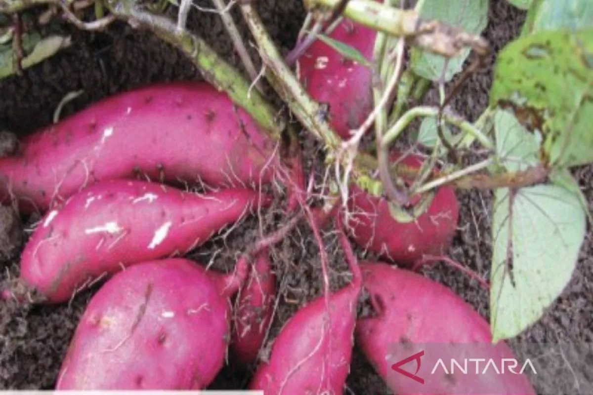 Ahli diet dan konsultan nutrisi terkemuka di India Simrat Kathuria memasukkan ubi jalar dalam daftar makanan padat nutrisi yang baik dikonsumsi setiap hari untuk kesehatan tubuh. (ANTARA/Evalisa Sireg