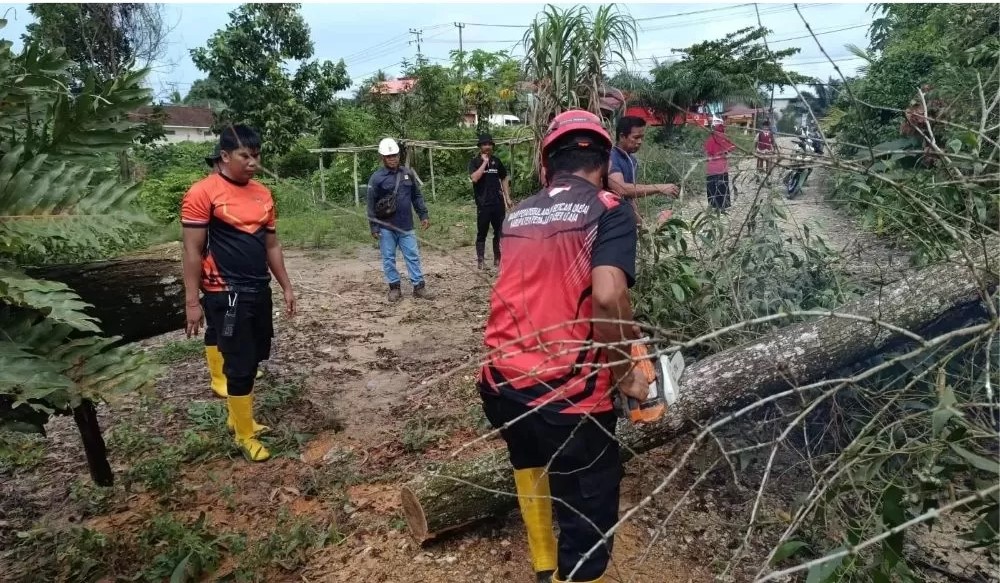 TUMBANG: Personel BPBD PPU dengan gergaji mesin memotong batang pohon yang tumbang akibat diterjang angin kencang, baru-baru ini.(bpbd ppu for kp)