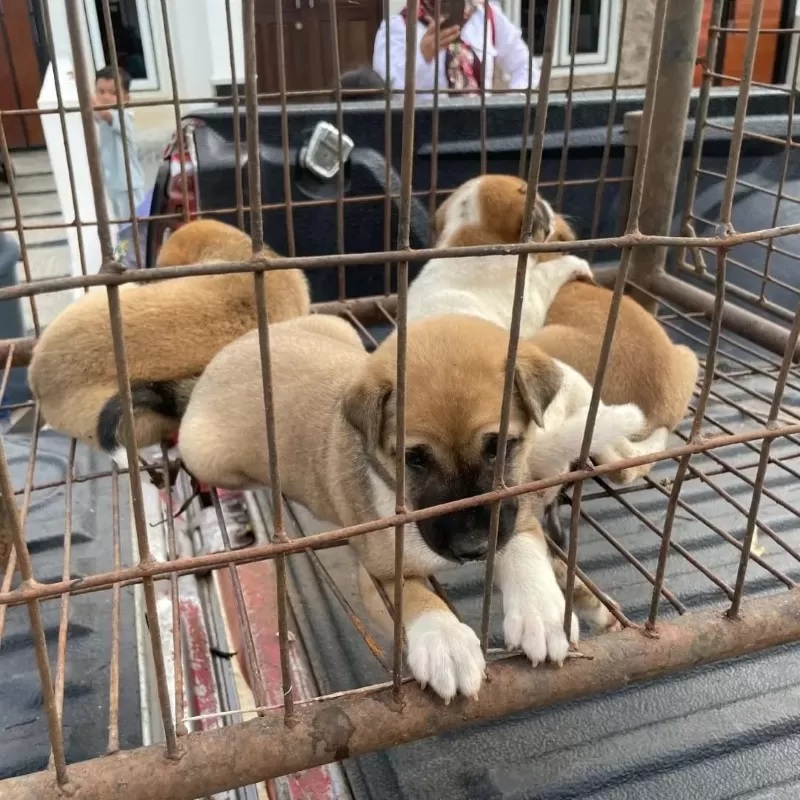 DIANGKUT: Empat ekor anak anjing yang meresahkan warga Sekumpul, Martapura, dievakuasi petugas DPKP Kabupaten Banjar. (Foto: KASYAF UNTUK RADAR BANJARMASIN)