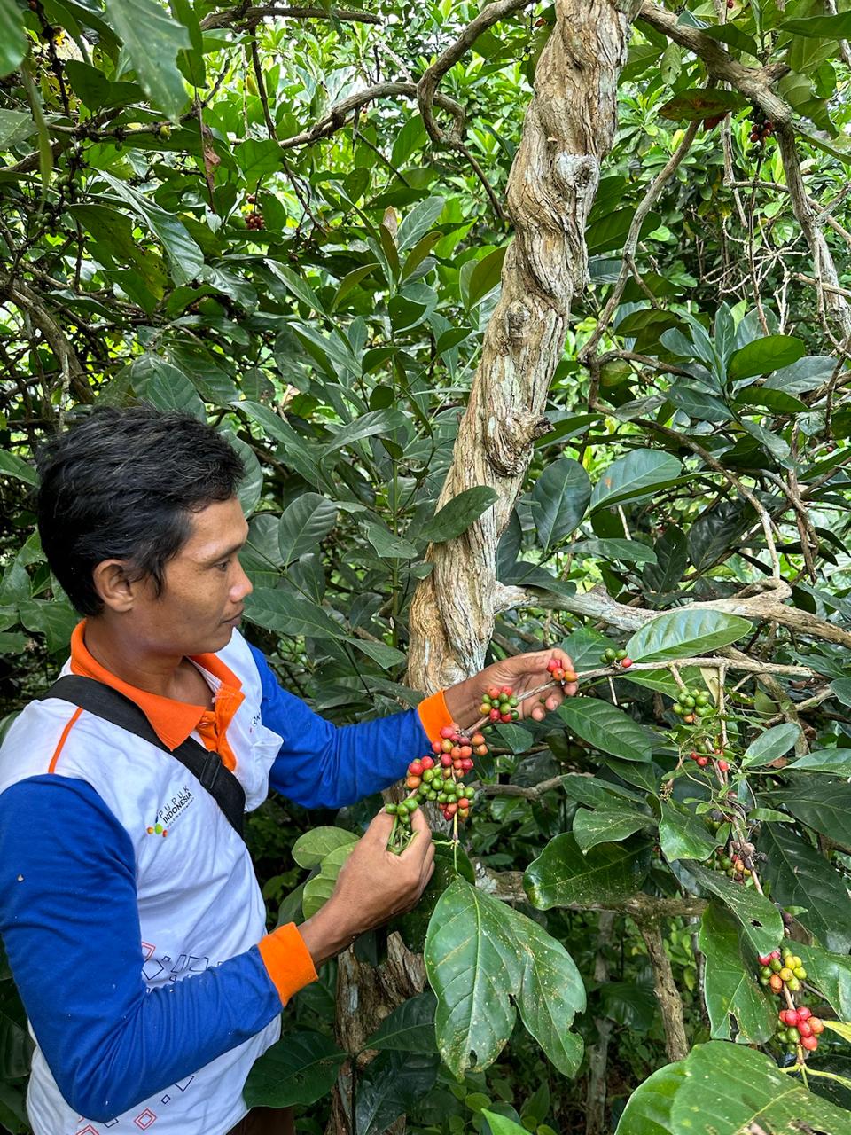 TAHAN PERUBAHAN IKLIM: Tanaman Kopi Liberika Sepaku di IKN.