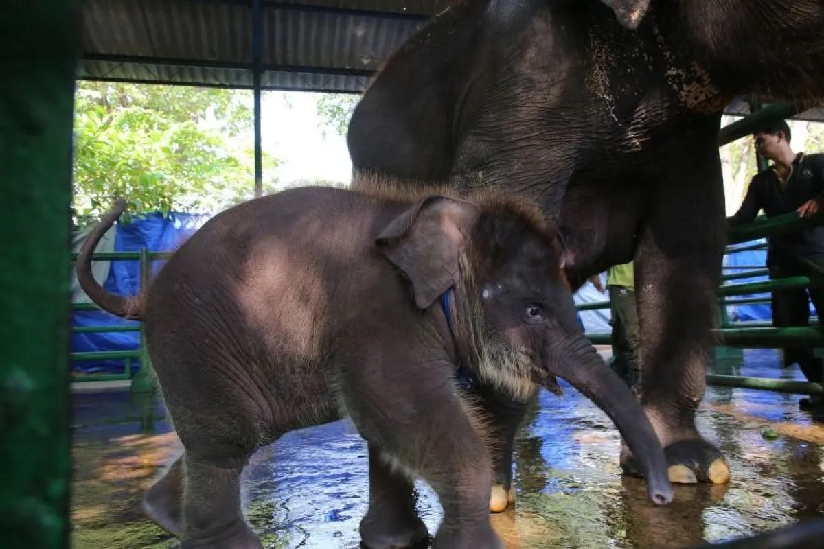 Anak gajah di Kebun Binatang Surabaya (KBS) yang baru berusia dua bulan diberi nama Rocky Balboa. ANTARA/HO-Pemkot Surabaya