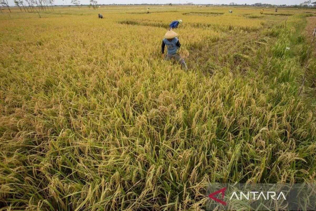Petani memanen padi di areal sawah Desa Pabean Udik, Indramayu, Jawa Barat, Kamis (29/8/2024). ANTARA FOTO/Dedhez Anggara/tom/pri.