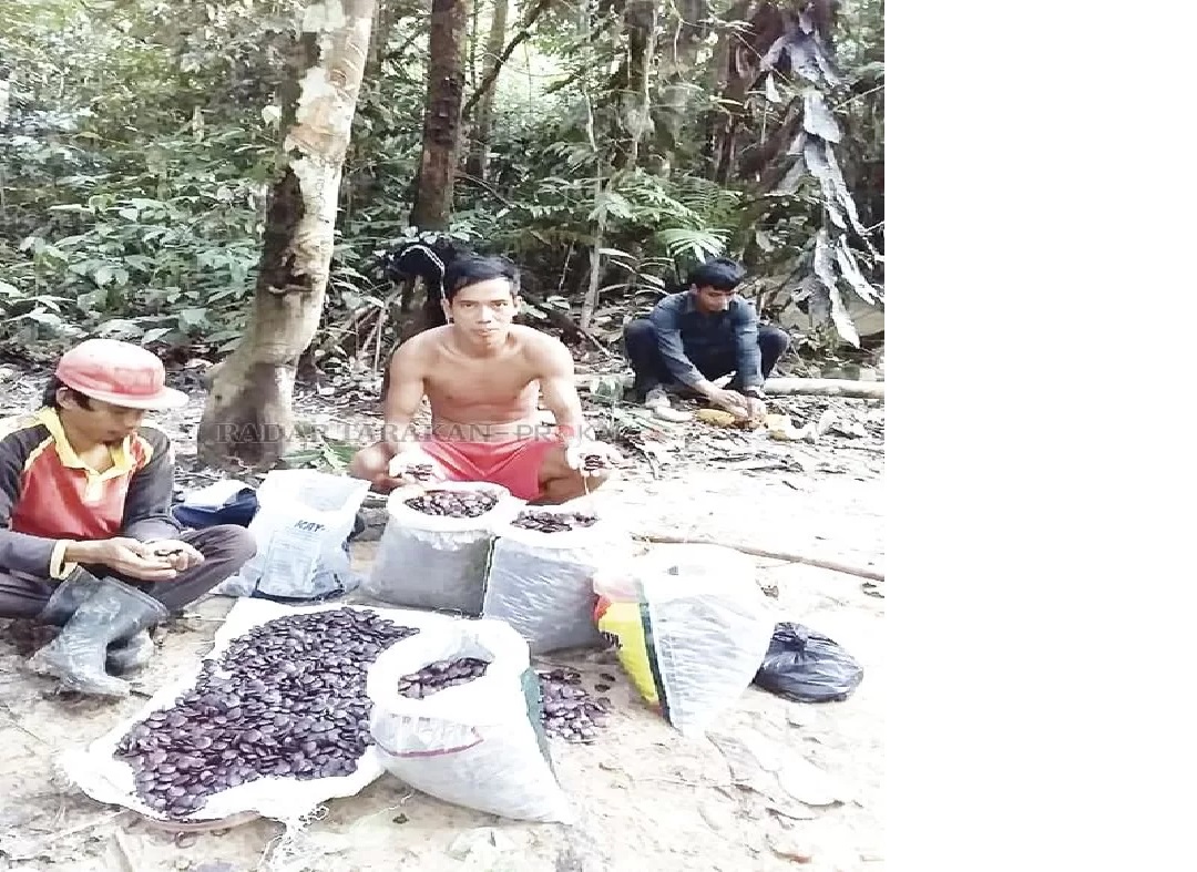 Buah lepiu atau lapiu, mirip jengkol namun lebih gurih dan hanya lima tahun sekali berbuah.