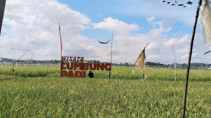MULAI MENGUNING: Hamparan tanaman padi di Wisata Lumbung Padi mulai menguning. (Foto:Syafika)