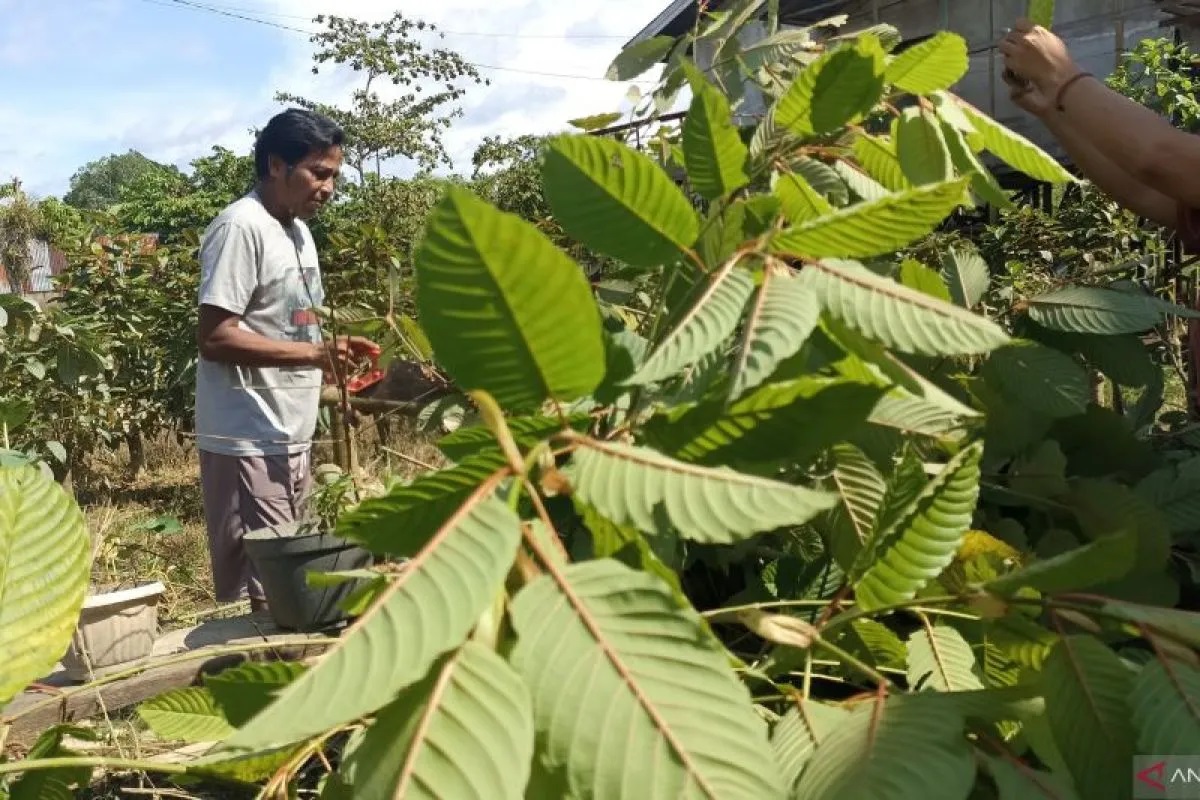 Petani kratom sedang panen daun kratom yang saat ini menjadi sumber penghasilan masyarakat di Kabupaten Kapuas Hulu, Kalimantan Barat. ANTARA/Teofilusianto Timotius