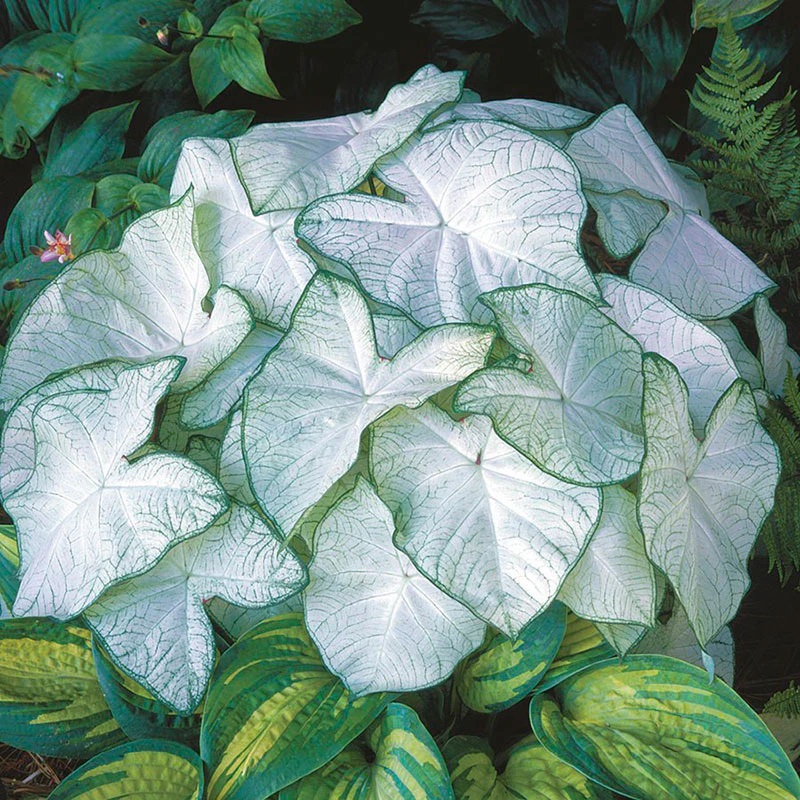Caladium moonlight, salah satu jenis keladi unik yang disukai pencinta tanaman hias.