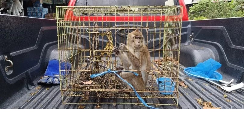 MERESAHKAN: Monyet Ekor Panjang atau Macaca Fascicularis ditangkap warga dibantu Tim Animal Rescue Damkar HSU di Desa Sungai Dikum, Kelurahan Sungai Malang. (Foto: M.Akbar/Radar Banjarmasin)