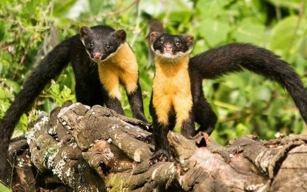 Nilgiri marten, binatang sejenis musang yang dimulai langka karena diburu untuk diambil bulunya.