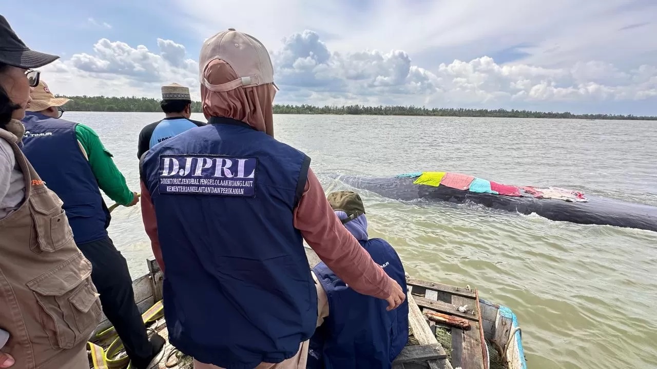 PENYELAMATAN: Proses menyelamatkan hewan mamalia laut paus di perairan Balikpapan. (FOTO: IST)