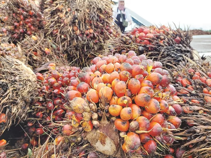 Tandan buah segar kelapa sawit di salah satu perusahaan di Bulungan.