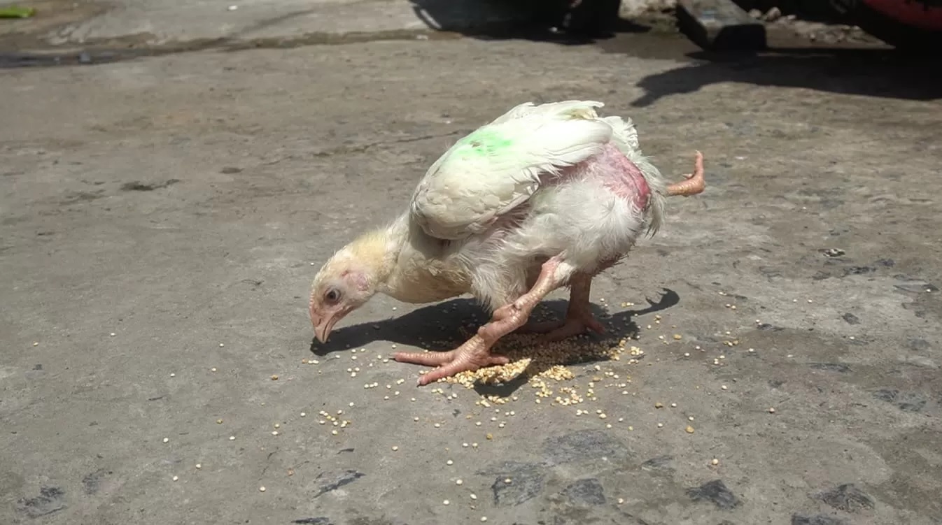 LANGKA: Ayam berkaki empat bikin heboh warga Pekapuran Raya, Banjarmasin Timur. (Foto: Riyad Dafhi Rizki/Radar Banjarmasin)