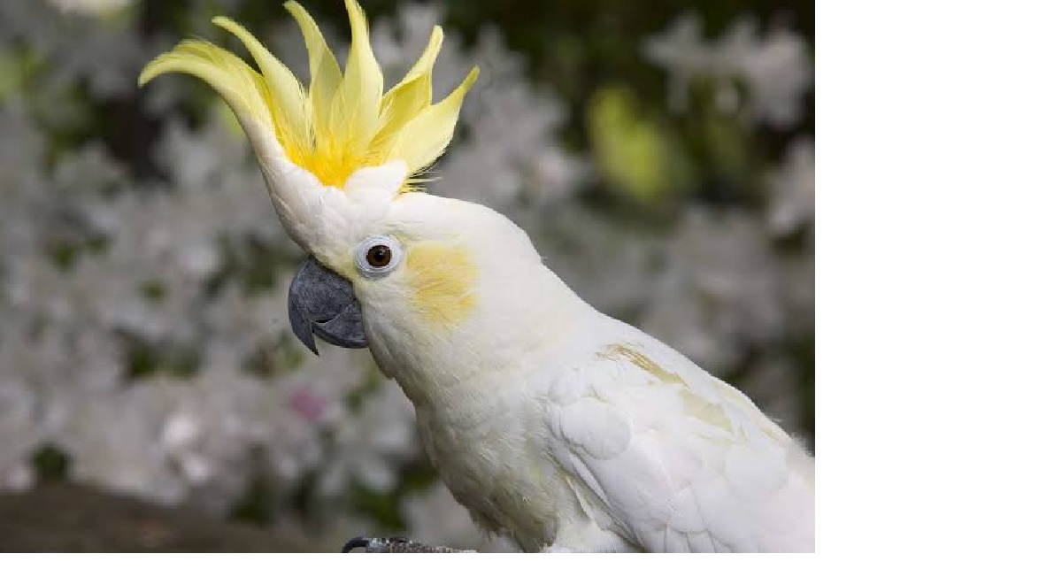 Kakatua jambul kuning (Cacatua sulphurea)/