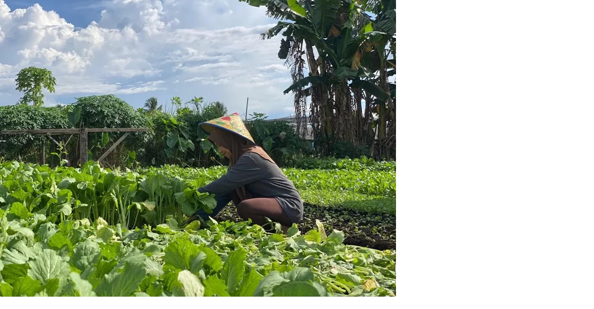 PANEN : Seorang petani perempuan memanen sayur di lahan yang berlokasi di Kecamatan Siantan Hilir, Kota Pontianak. (SITI PONTIANAK POST)
