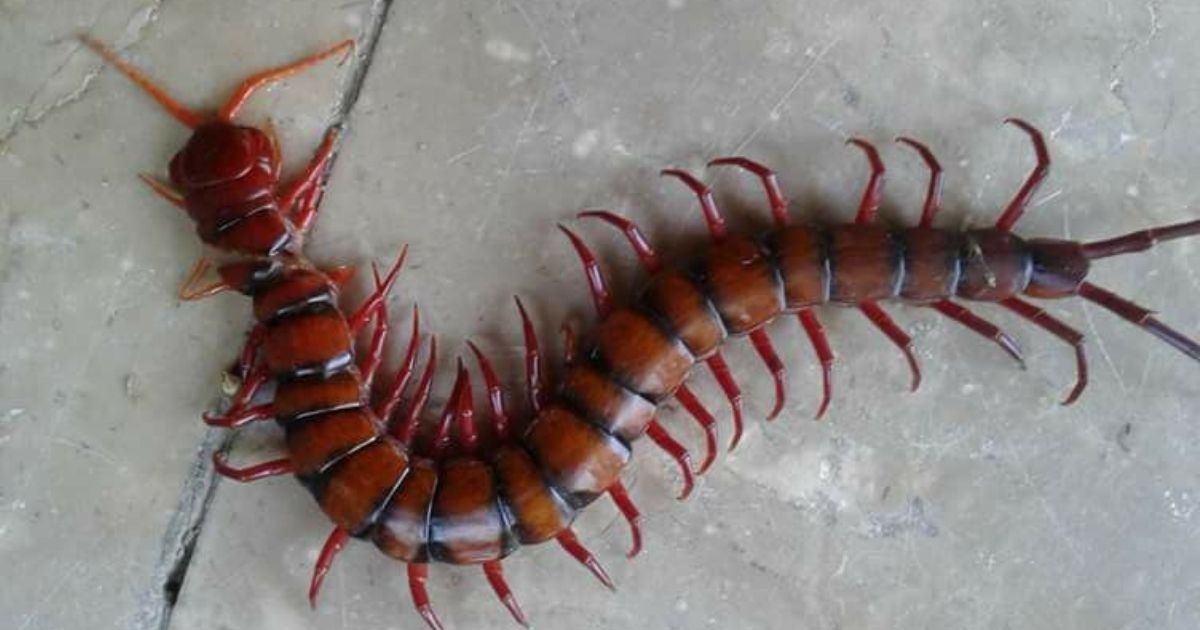 Lipan atau kelabang.