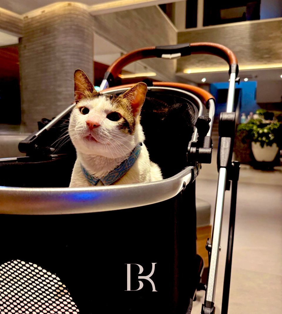 Bobby Kertanegara, kucing peliharaan Prabowo ikut tinggal di Istana Negara. (X)