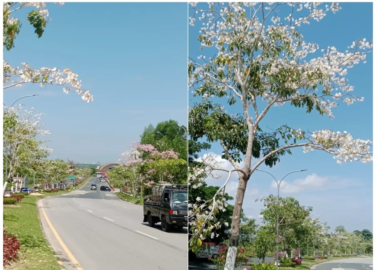 NUANSA JEPANG: Keindahan bunga tabebuya yang sedang bermekaran di depan Taman Alun-alun, Kantor Bupati PPU, menarik banyak warga untuk berfoto. (FOTO: ARI/KP)