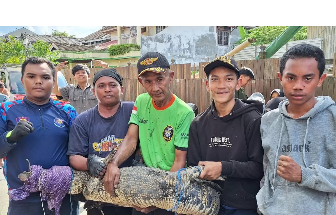 BUAYA MUARA. Petugas Damkar dan relawan berhasil mengevakuasi buaya muara yang ditemukan di dalam parit di Jalan Kulintang, Kelurahan Dadi Mulya.