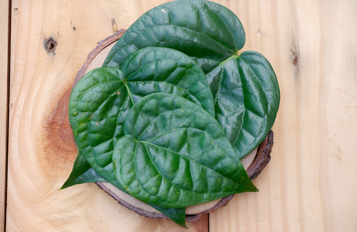 (Foto oleh Muhammad Gunawansyah dari iStockphoto)