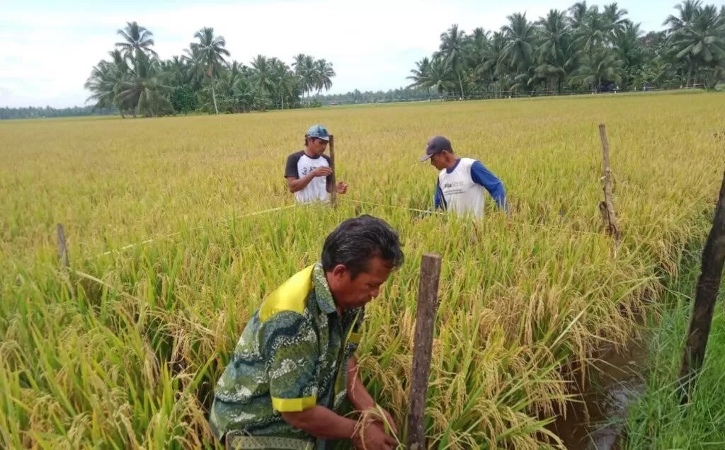 DI SAWAH: Petani di Tanah Bumbu sedang bekerja di lokasi persawahan. Menurut data Badan Pusat Statistik (BPS) Tanah Bumbu, lebih dari 30 persen wilayahnya digunakan untuk lahan pertanian.
