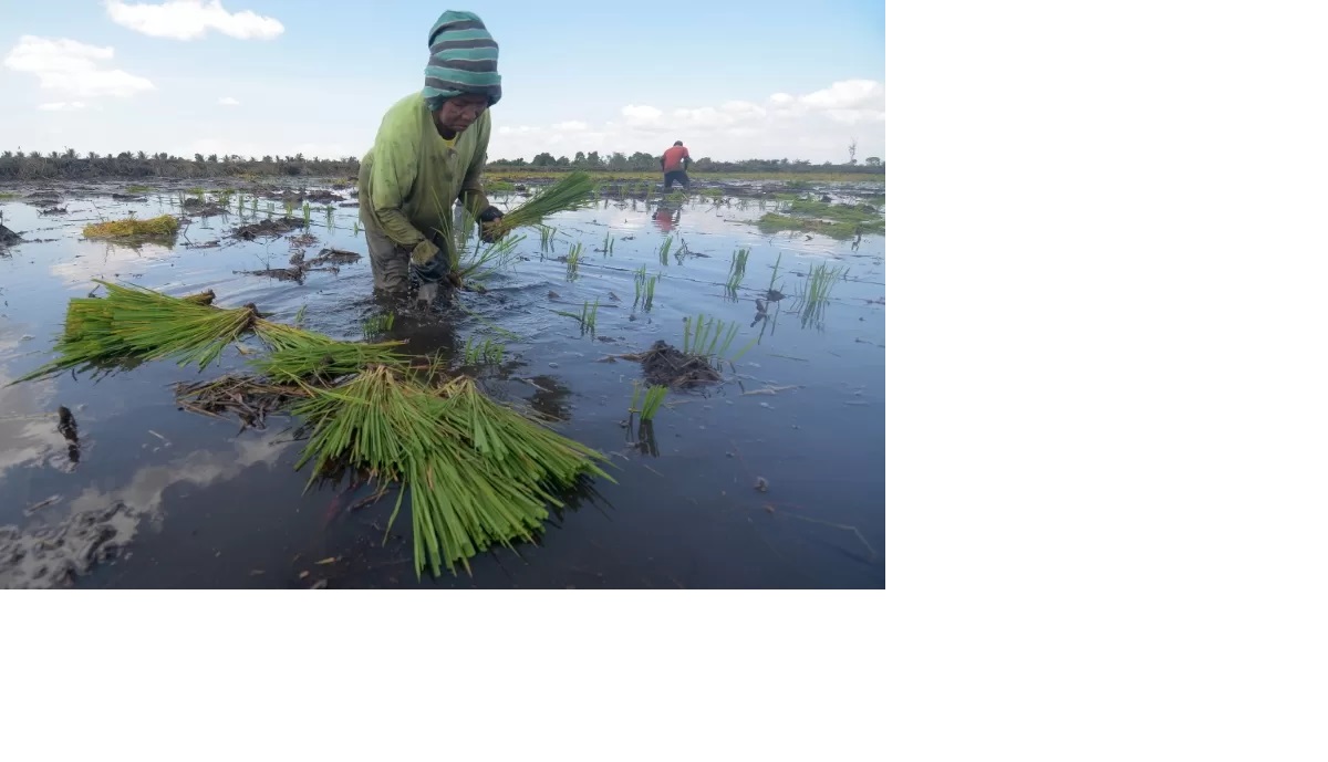 TANAM: Petani di Banua sedang bekerja menanam padi di lahan gambut yang berair (Foto: Dok/Radar Banjarmasin)