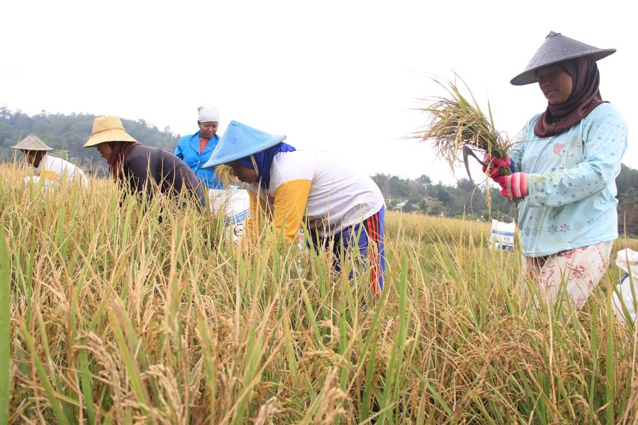 Petani tengah memanen padi di sawah yang terletak di Samboja. (ANGGI PRADITHA)