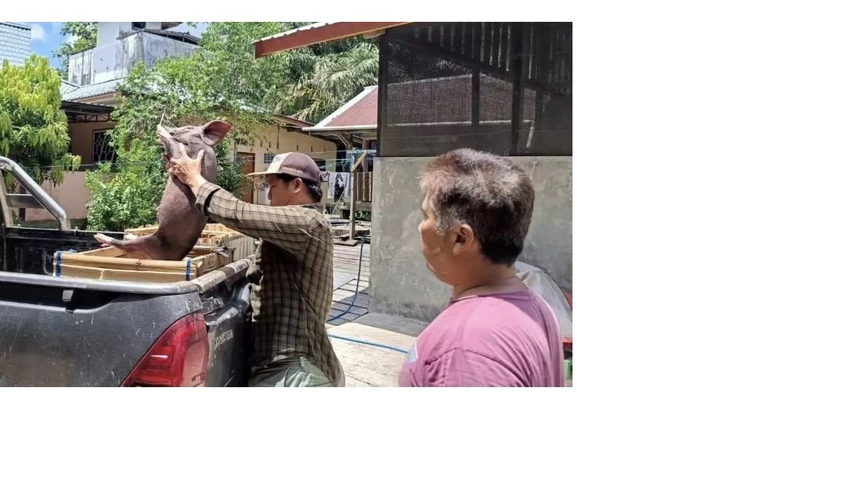 Sebanyak 226 ekor babi disalurkan untuk kelompok peternak di Bulungan.