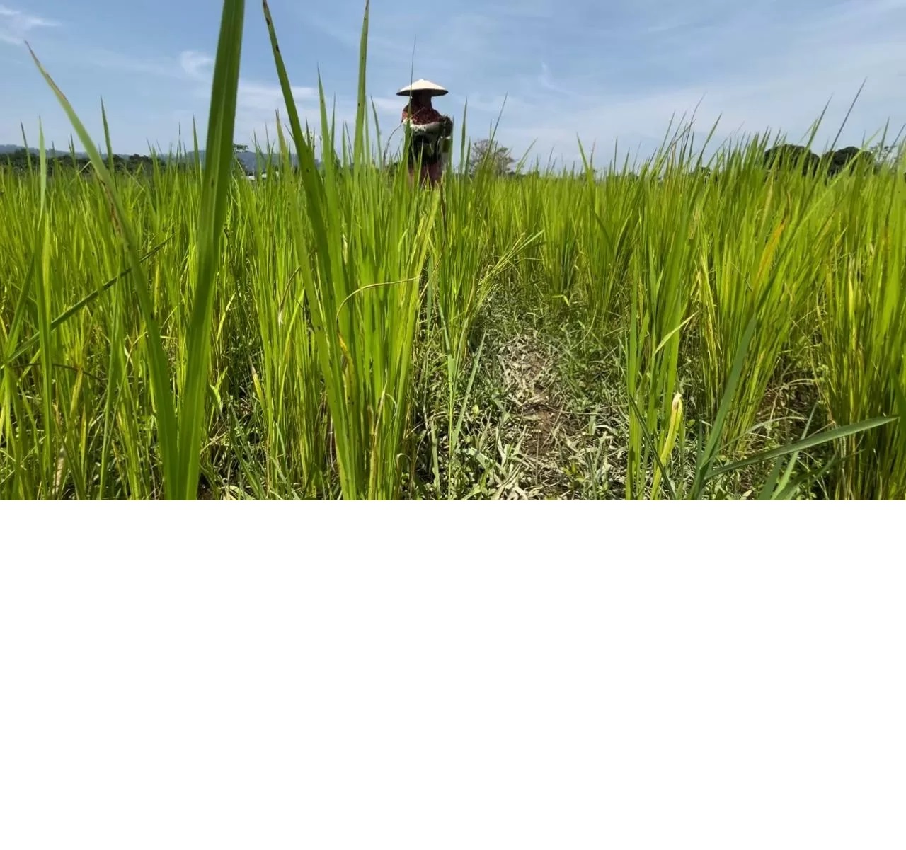 PEMBANGUNAN: Sektor pertanian merupakan salah satu fokus pembangunan Kaltara ke depan.