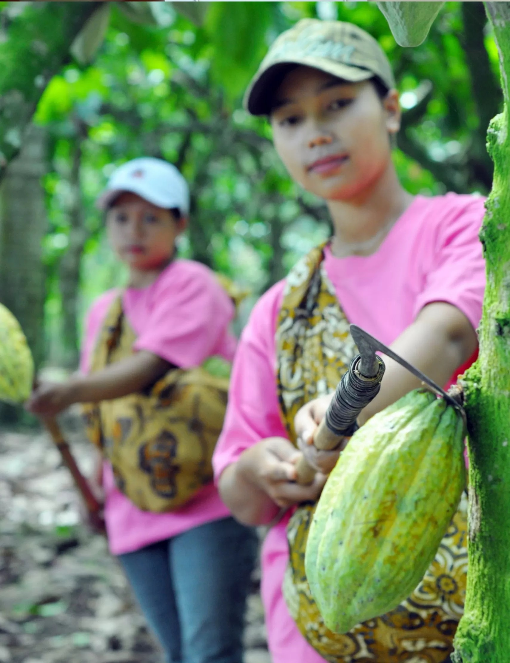 MENINGKAT: Beberapa petani saat panen buah kakao. 