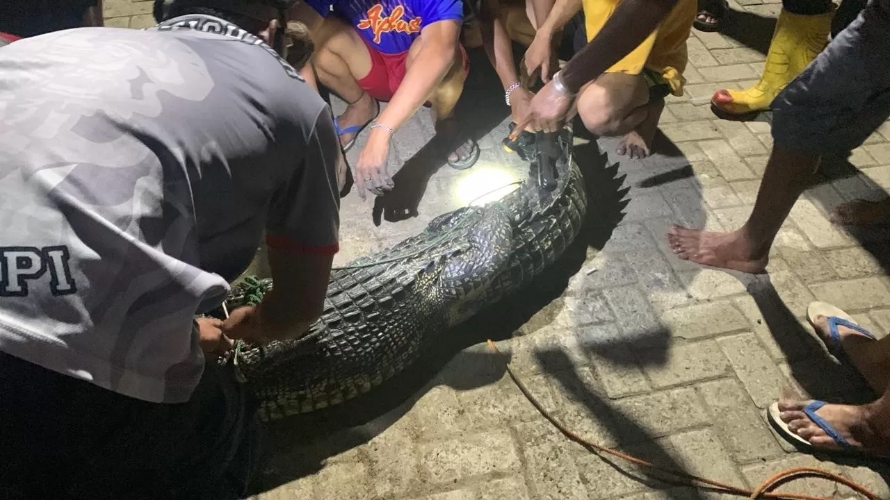 Petugas Damkar Batulicin mengevakuasi buaya yang terjebak di kolong rumah warga. Proses evakuasi berjalan aman meski menggunakan peralatan sederhana.