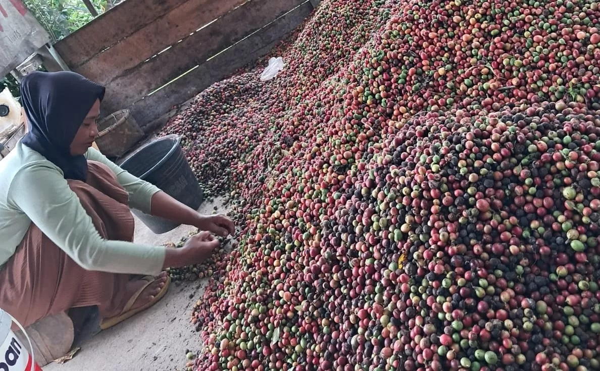 Petani perempuan terlibat dalam proses memanen kopi liberika. DOKUMENTASI IWAN