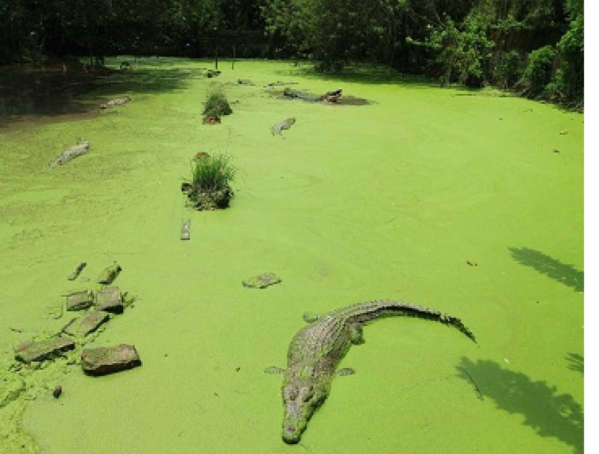 Penangkaran buaya di Teritip, Balikpapan.