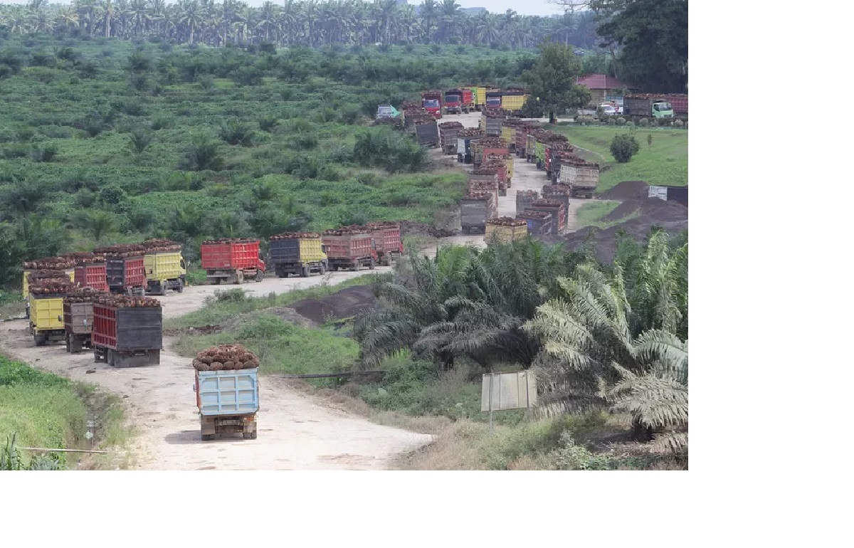 BERKAH PETANI: Harga tandang buah segar kelapa sawit yang dipanen pada usia 10 tahun ke atas dibanderol Rp 3.251,96 per kilogram. (PAKSI SANDANG PRABOWO)