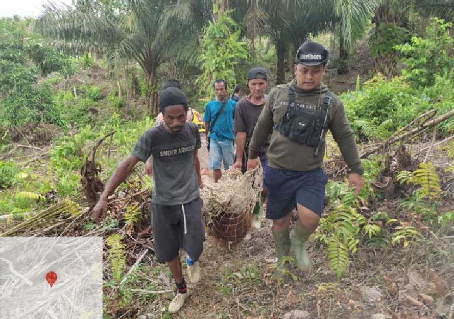 EVAKUASI : Polsek Sematu Jaya bersama BKSDA mengevakuasi orangutan dari kebun warga di Kecamatan Menthobi Raya, Lamandau. ISTIMEWA/RADAR SAMPIT