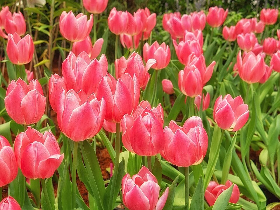 Bunga tulip.