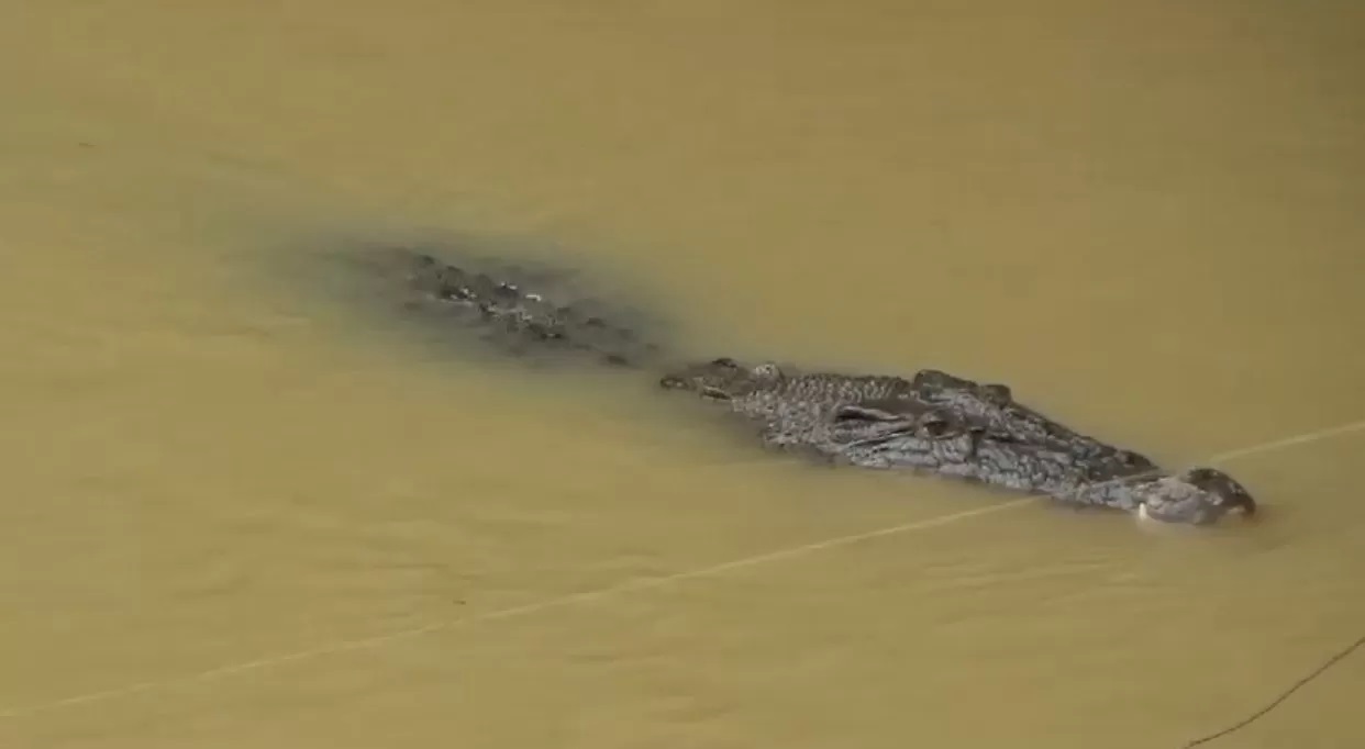 BUAYA LIAR: Tangkapan layar video yang memperlihatkan seekor buaya di Sungai Sebamban, Kecamatan Sungai Loban, Tanah Bumbu. (Foto: Video PKJR Tanah Bumbu)